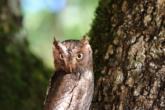 Hibou Petit Duc Scops, sur son arbre.