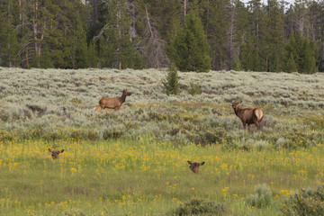 Mule deer