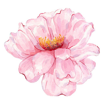 Watercolor hand painted flower pink peony isolated on white background