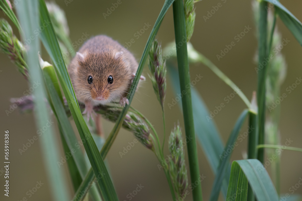 Aufkleber a small harvest mouse climbing up shoots of grass looking forward towards the viewer
