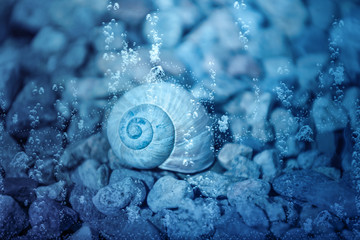 Snail shell under water