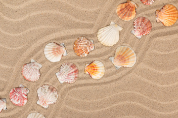 Fototapeta na wymiar Seashells and a zigzag from the sand.