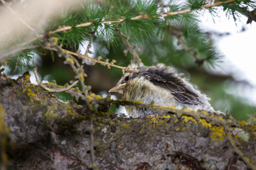 Mountain wildlife. Chick of throstle on a larch. Italian alps, Aosta valley, 1700 meters of altitude.