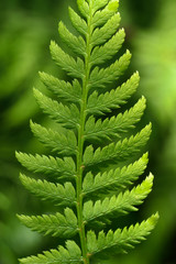 The fern leaves closely photographed.