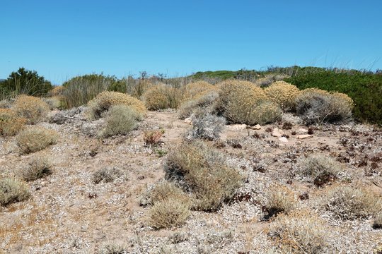 Punta spalmatore di terra