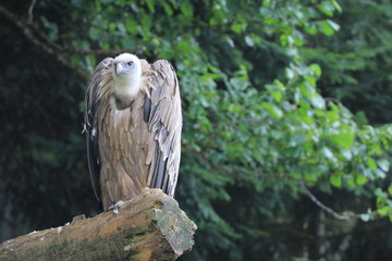 Vautour fauve à l'affût