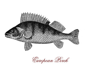 Vintage engraving of European perch,predatory fish and seafood living in freshwaters of lakes and rivers, characterized usually by five to eight dark vertical bars on the dorsal side