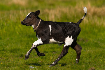 Beautiful  black and white  little calf of cow galopp