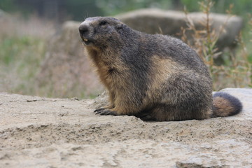 Marmotte à l'affût