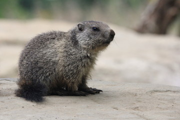 Petite marmotte sur un rocher