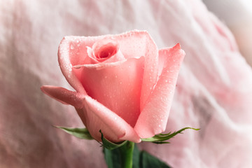 beautiful pink rose with dew on a pink material background
