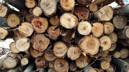 Stacked wood pine timber for construction buildings Background