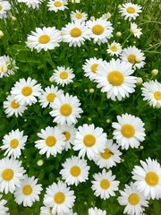 Daisy flowers background