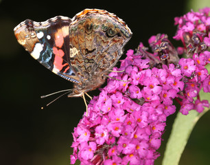 Schmetterling Pflanze