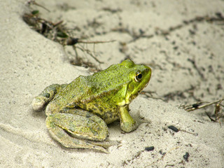 green frog on the sand.