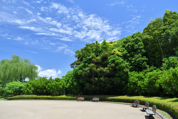 Fototapeta na wymiar botanical garden under summer sky, Kyoto Japan