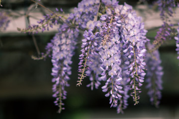 Bright Wisteria Flowering