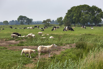 Sheep lambs and cows grazing on pasture