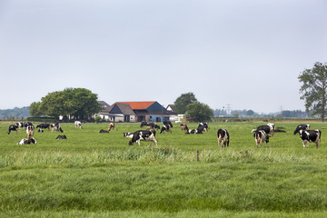 Fototapeta premium Cows grazing on pasture