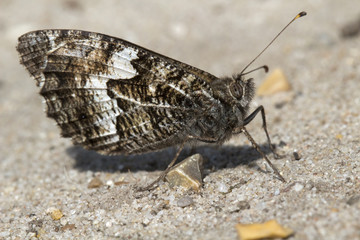 Fototapeta na wymiar Grayling Butterfly (Hipparchia semele)