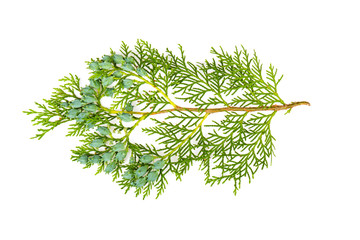 Thuja branch on a white background