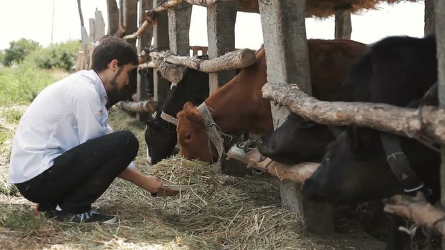 Agricultural farm. A man feeds cows with hay