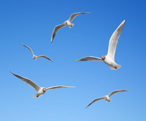 Seagulls flying on the background of blue sky
