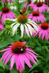 Echinacea purpurea -  white coneflower flower and european  Peacock butterfly
 (Inachis io ) - soft focus