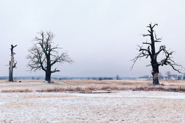 Oaks in the winter aura. Rogalin Landscape Park in Poland, Wielkopolska.