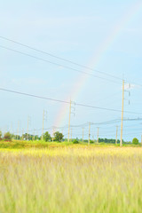 Rainbow after rain in the field.