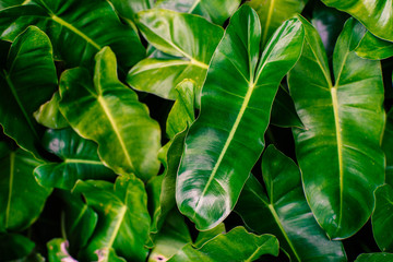 Green leaf in vintage style.