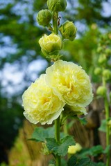 The beauty of decorative mallow flower in garden - Hollyhock Charter's Double, Alcea rosea, Hollyhock 
