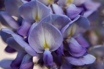 Macro Shot Wisteria Flowers