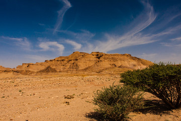 A Desert Beauty