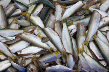 Drying the fish on wooden frame