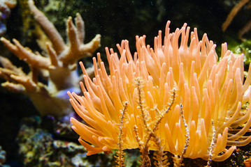 Orange anemone in aquarium with salt water.