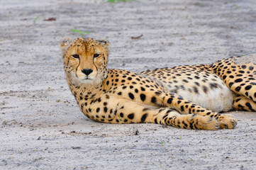 Laying Cheetah