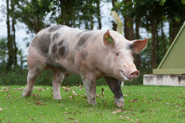 Laborat&oacute;rio de semen