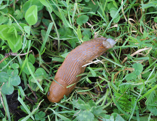The red slug (Arion rufus)