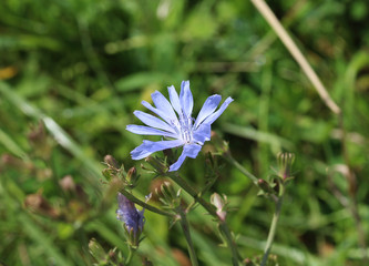 Common chicory (Cichorium intybus)