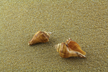 sea shell on the sand