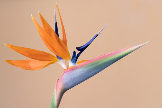 Fototapeta Strelitzia reginae, Bird of Paradise flower