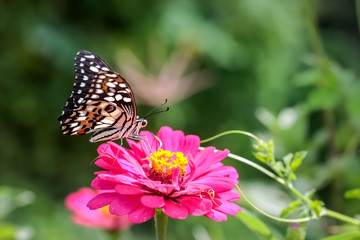 Fototapeta na wymiar Orange zinnia flower and butterfly
