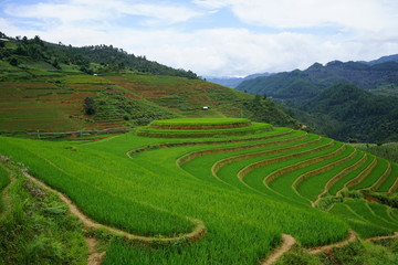 Fototapeta na wymiar Rice Terrace in Mu Cang Chai, Vietnam