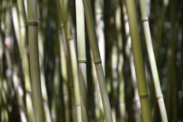 Fototapeta premium Bambous verts et gris au jardin en été