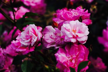 説明できない美しさ！