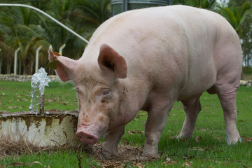 Laborat&oacute;rio de semen