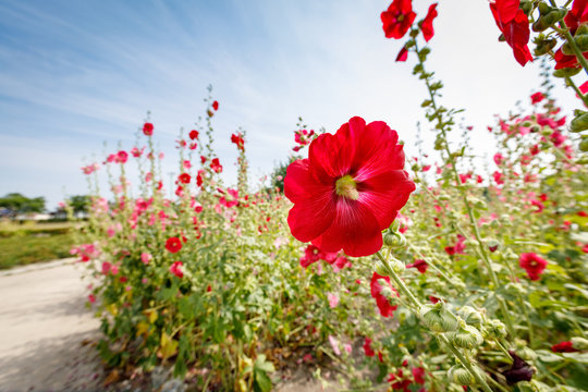 Hibiscus In The Field