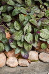 Obraz premium hemigraphis alternata plant in nature garden