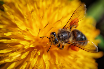 Bee on a yellow dandelion  flower collecting pollen and gathering nectar to produce honey in the hive
